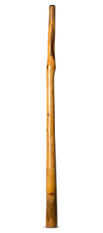 Tristan O'Meara Didgeridoo (TM292)